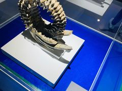 -贝壳王国博物馆