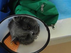 -芭比堂宠物医院·全科爱猫医院·仁德分院