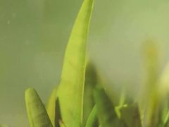 -张一元(世纪金源购物中心东区店)