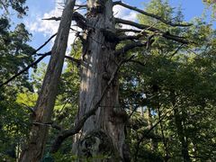 -天目山大树王景区