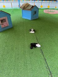 点击看大图 -萌宠亲子动物乐园(槐房万达店)