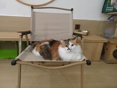 -是阿柴呀！柴犬咖啡·爱喵喵猫咖