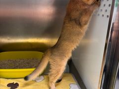-半岛宠物医院24小时(科华中路店)
