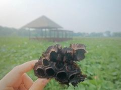 -西青郊野公园