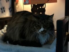 -Anne猫窝咖啡屋