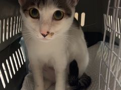 -瑞派康怡24h宠物医院·犬猫医疗中心·微创绝育(瑞景分院)