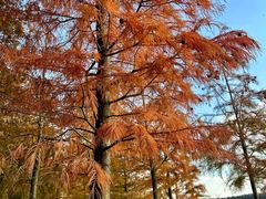 -上海海湾国家森林公园