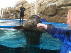 -芜湖新华联大白鲸海洋公园