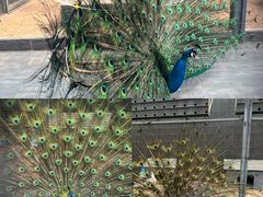 -秦皇岛野生动物园