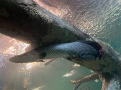 -上海海洋水族馆