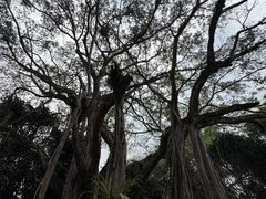 -独树成林