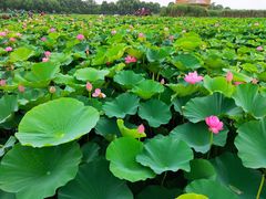 -荷塘月色湿地公园·向阳花洲