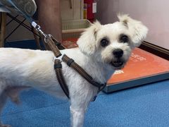 -创凡宠物医院·骨专科  猫科中心(西乡分院)