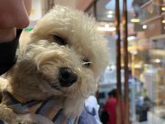 -FAELING PETS美天灵宠物(富力广场店)