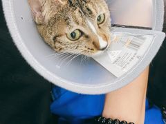 -荔康动物医院(康王北路店)