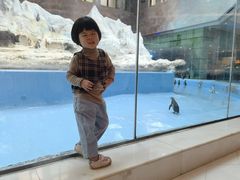 -帝企鹅自助餐厅•儿童岛•真企鹅(长隆企鹅酒店)