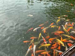 -大门水乡·顺德菜