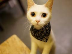 -猫色咖啡·猫咖