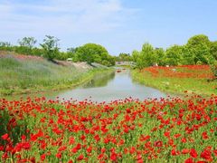 -花开海上生态园