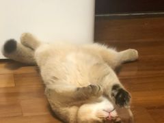 -东方名猫馆·英短金渐层布偶猫舍(环线广场1号楼店)