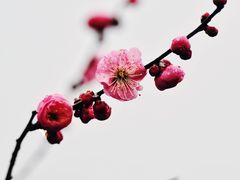 -中国茶叶博物馆(双峰馆区)