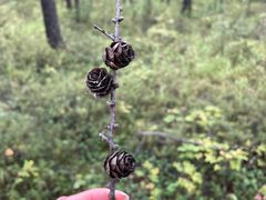 -莫尔道嘎国家森林公园