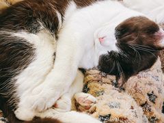 -猫小院猫主题咖啡厅(北锣店)