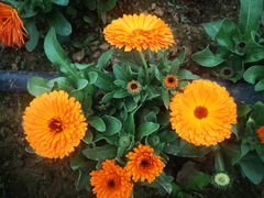 -紫颐香薰山谷景区