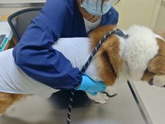 -爱妮康宠物医院·干细胞免疫细胞·肿瘤·心脏(张江店)