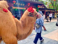 -清明上河园-迎宾门售票处