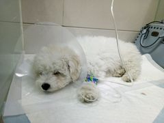 -康旭宠物医院(郑州总院)