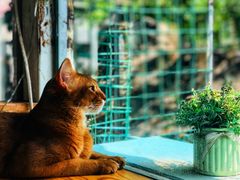 -猫小院猫主题咖啡厅(北锣店)