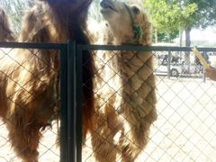 -长白岛森林公园