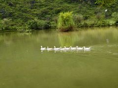 -靖西鹅泉风景区