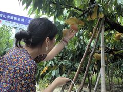 -南汇水蜜桃采摘(大团店)