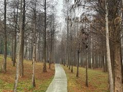 -森波拉奇妙世界