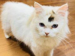 -楼上猫咖(罗湖店)