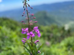 -白草畔自然风景区