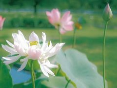 -上海辰山植物园