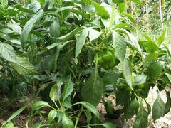 -小六农家乐(崇明西沙湿地店)