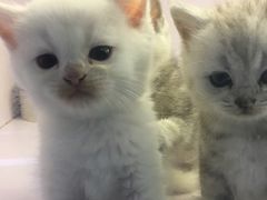 -喵的天空名猫咖啡馆·撸猫·猫舍·用品