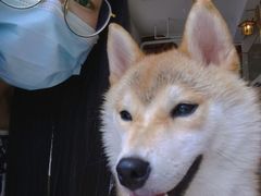 -南京Hallo宠物乐园·哈罗犬舍·柴犬繁育基地