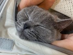 -瑞派康怡24h宠物医院·犬猫医疗中心·微创绝育(瑞景分院)