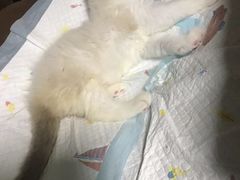 -关爱动物医院·心脏·中兽医·异宠(金牛路分院)