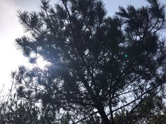 -玉苍山国家森林公园