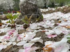 -元大都城垣遗址公园