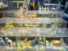 -青石桥花鸟鱼虫市场(叠翠城店)