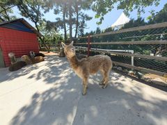 -西霞口神雕山野生动物世界