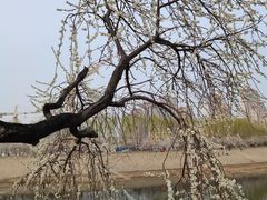 -桃花堤公园