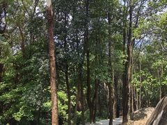 -火炉山森林公园